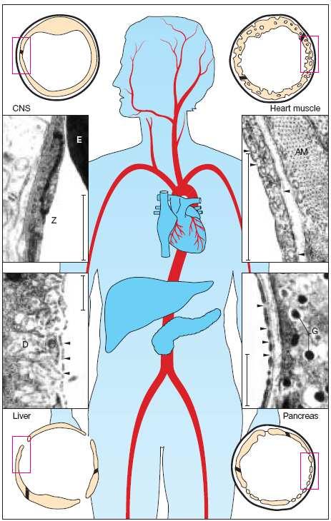 Distribuição Ligação às proteínas plasmáticas e elementos figurados do sangue Ligação celular-fígado e Rins Armazenamento Tecido adiposo Tecido Ósseo Distribuição