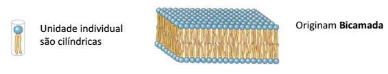 Modelo do mosaico fluido Bicamada lipídica é uma estrutura bidimensional na qual as cadeias carbônicas formam um domínio central hidrofóbico,