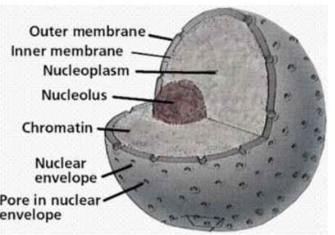 O núcleo geralmente tem forma esférica, mas existem núcleos