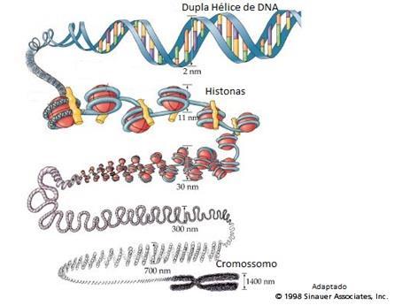 Cromossomos - O cromossomo surge de uma condensação, compactação,