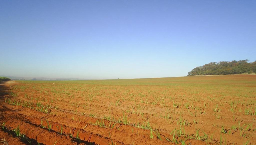 direita com a cana recém colhida, encontrando-se na palha e á esquerda