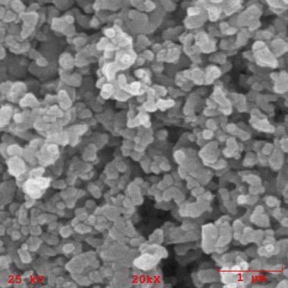 Para o pó calcinado, observou-se a coalescência dos cristais elementares de fosfato de cálcio, apresentando uma morfologia formada por finas partículas equi-axiais com tamanho inferior a 200nm (Fig.