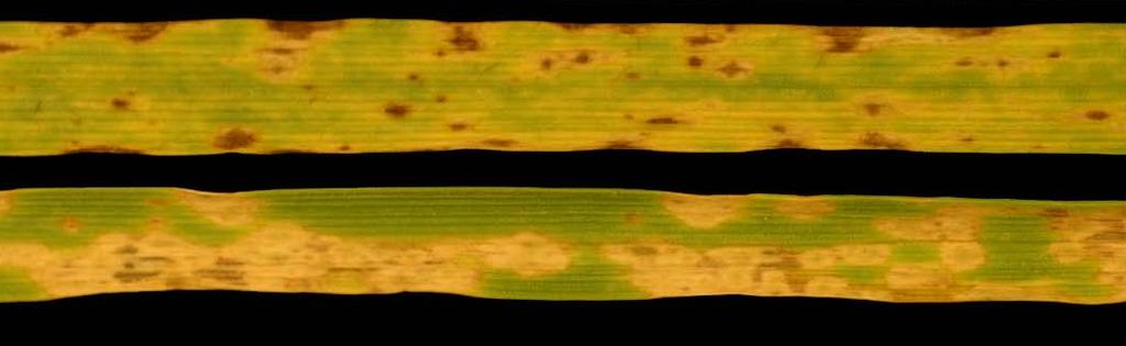 Foto: Timothy Lee Friesen A B Fig.. Sintomas típicos de clorose e necrose produzidos por P. tritici-repentis.