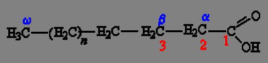 β-oxidação de AGs acetil-coa AGs coenzimas reduzidas