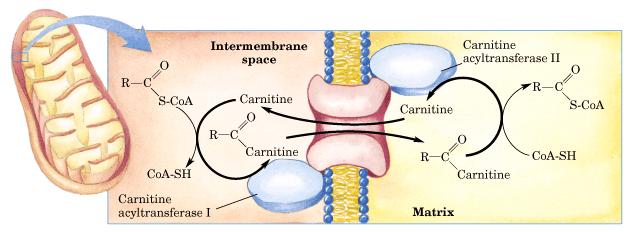 Transporte de Acil Co-A para a mitocôndria Espaço Intermembranas Carnitina
