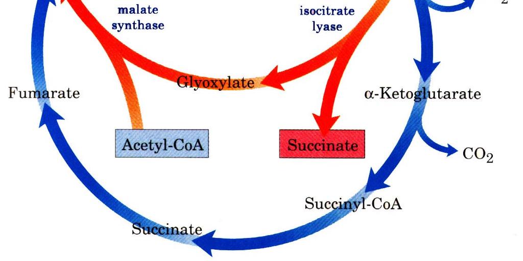 Ciclo do Glioxilato - Reações Acetil-CoA Oxalacetato Citrato Malato Fumarato Malato sintase