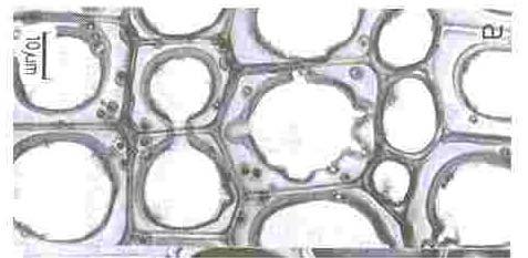 Figura 5 - Microscopia eletrônica de varredura mostrando hifas de Ganoderma australe colonizando o lúmem de células de madeira. A magnitude do aumento nesta microscopia é de 800 vezes. Foto de A.