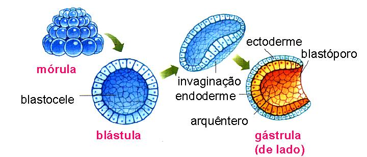 DESENVOLVIMENTO EMBRIONÁRIO - Anfioxo Fases do desenvolvimento embrionário 1. Clivagem 2.