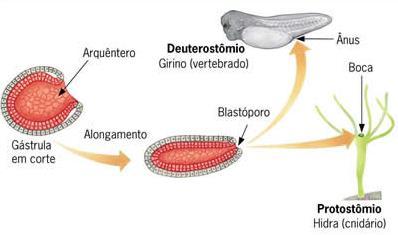 DESENVOLVIMENTO EMBRIONÁRIO - Anfioxo Blastóporo Pode originar: Boca (Protostomados) Cnidários,