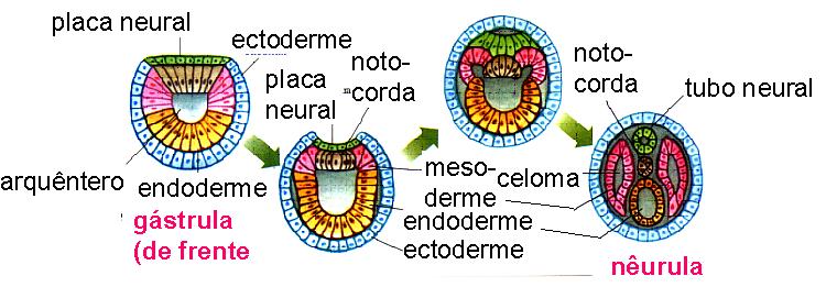 DESENVOLVIMENTO EMBRIONÁRIO - Anfioxo Fases do desenvolvimento embrionário