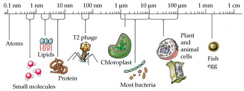 átomos lipidos bacteriófago cloroplasto Células animais e vegetais ovo de peixe