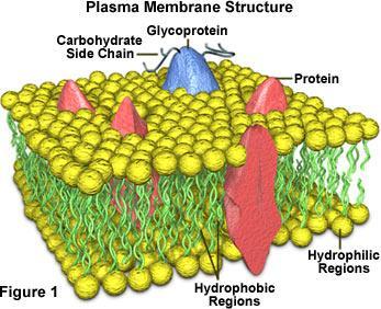Membrana plasmática É uma bicamada de fosfolípidos, que contém colesterol e proteínas; Funciona como suporte da célula e serve de interface entre o