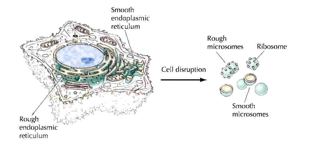 Retículo endoplásmico É constituído por um labirinto intercelular de cisternas, delimitadas por membranas, isolando o lúmen (interior do