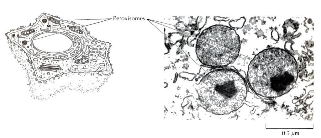 Peroxisoma Pequenos compartimentos vesiculares que contêm enzimas