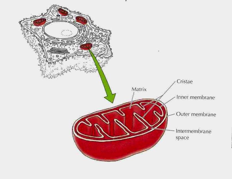 Mitocôndrio Tem 2 membranas que delimitam o espaço intermembranar e a matriz mitocondrial; Local do metabolismo oxidativo,