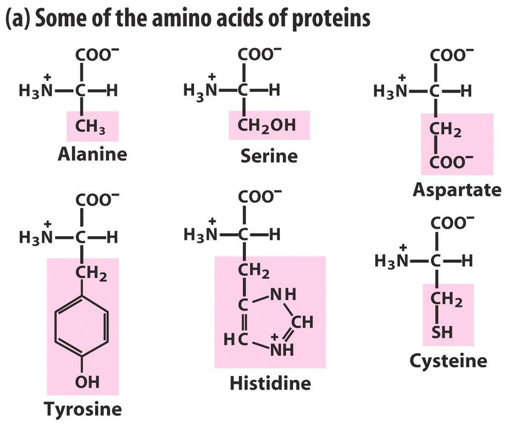 Alguns aminoácidos das proteínas Alanina