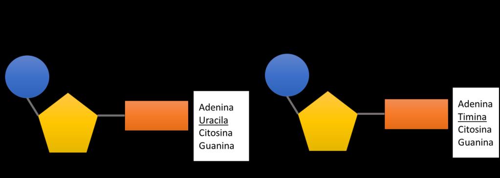 Constituição dos nucleótidos As moléculas de DNA e a de RNA são constituídas por bases nitrogenadas: no DNA, as bases são citosina, guanina, adenina e timina; no RNA, no lugar da timina, encontra-se