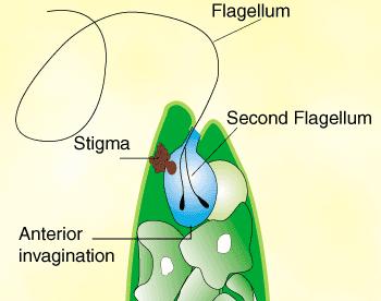 anterior Filo Euglenophyta Organização celular reservatório vacúolo