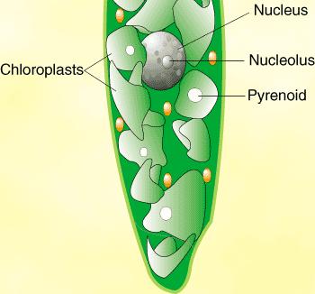 cloroplastos com pirenóide flagelados (2 flagelos, um emergente)