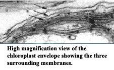 de membranas: 3, nenhuma conectada ao núcleo pelo retículo