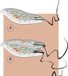 Filo Euglenophyta reprodução Reprodução assexuada: