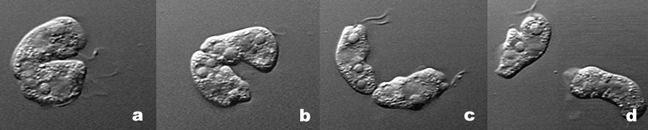 organelas células resultantes de tamanho idêntico