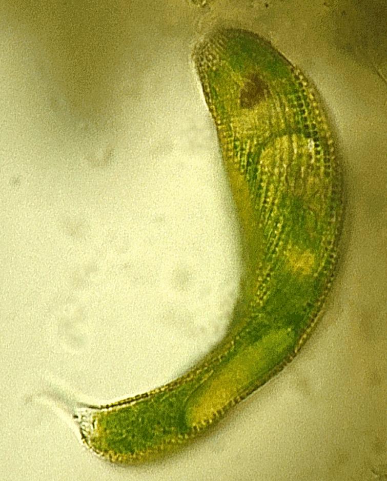 Filo Euglenophyta coleta de campo em qualquer área úmida contem euglenas grupo