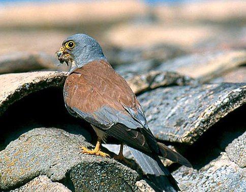 Aves Estepárias Peneireiro-das-torres (Falco naumanni) Diminuição do número de casais
