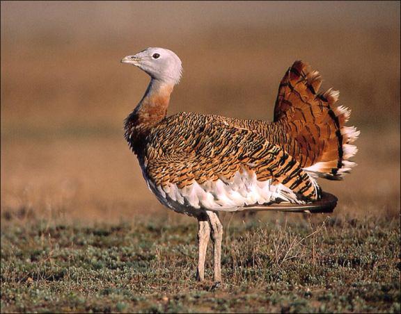 Aves Estepárias Abetarda (Otis tarda) Diminuição drástica do número de fêmeas com crias na ZPE