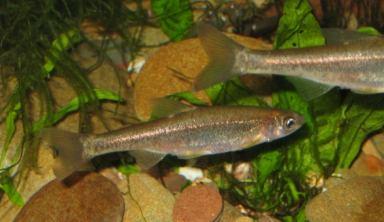 translocação de peixes de pego para pego dentro da mesma