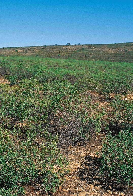 Substituição de floresta e matos