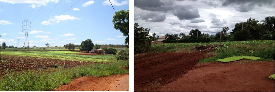 Belo Horizonte/MG - 24 a 27/11/2014 Figura 3: espaços destinados ao cultivo agrícola dentro do bairro Betel.