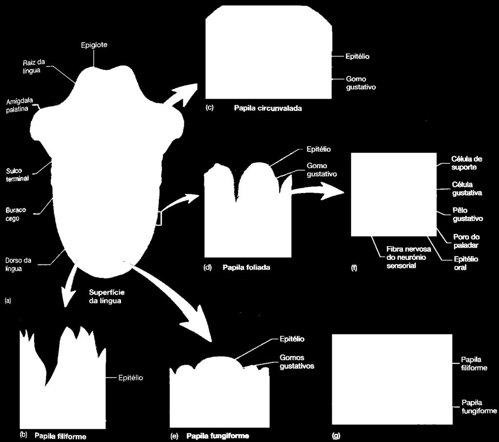 Na língua, os botões gustativos estão principalmente localizados nas papilas fungiformes, no epitélio das paredes laterais das papilas foliadas