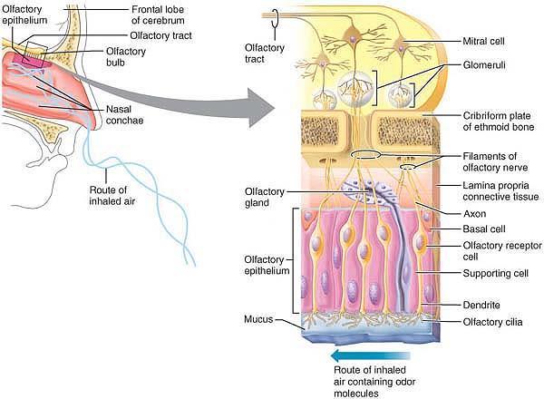 Epitélio olfativo Bulbo olfativo Nervo craniano I (axónios não-mielinizados das