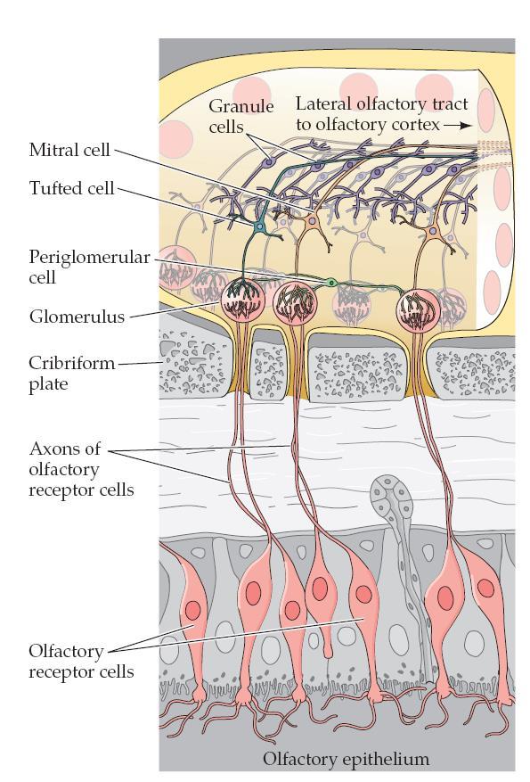 Vias neuronais do olfato Os axónios dos neurónios que possuem o mesmo tipo de recetor convergem para um dado tipo de glomérulo.