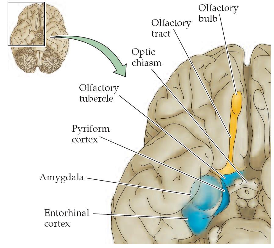 Células olfativas Nervo olfativo Bulbos olfativos Células mitrais Trato olfativo Córtex piriforme e córtex orbito-frontal Hipotálamo, amígdala e outras regiões do sistema límbico Cheiros são