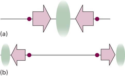 Uma explicação parcial da origem dos efeitos ligante e antiligante: (a) Em um orbital ligante, os núcleos são atraídos na direção da acumulação de densidade