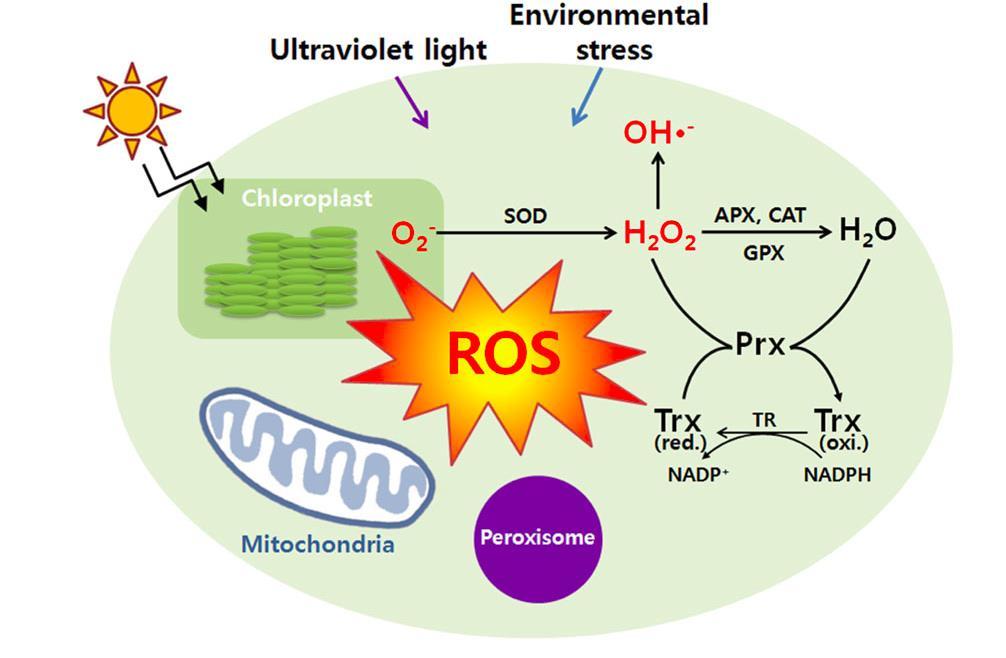 Luz ultravioleta Stress ambiental Herbicida Cloroplasto superóxido dismutase Catalase e Ascorbato peroxidase Glutationa... Chi et al. (2013)