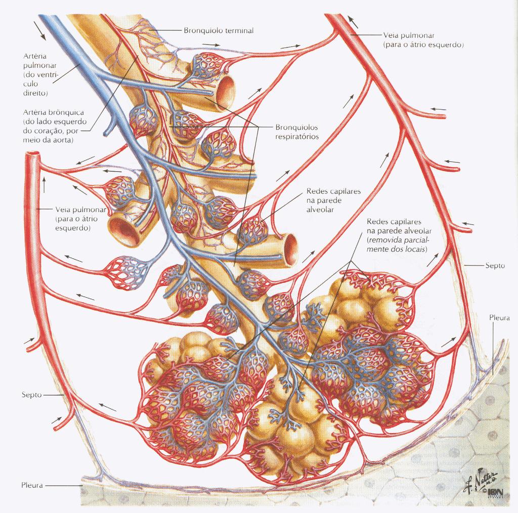 Circulação Pulmonar Ramo da artéria Pulmonar