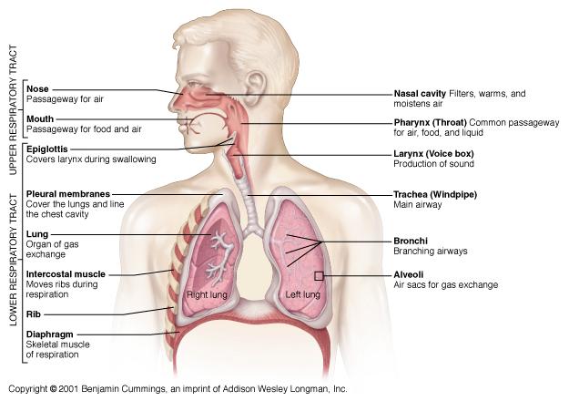 Fisiologia