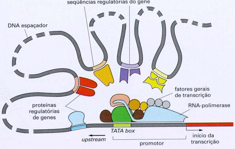 Sequências e proteínas regulatórias Enhancer são tecido específico Controle