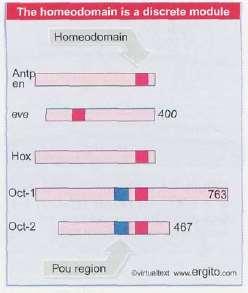 DNA 3 regiões helicoidais: -hélices 1 e 2: não fazem