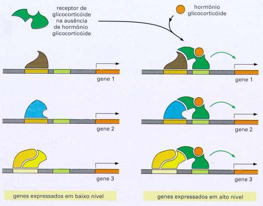REGULAÇÃO GÊNICA Uma única proteína regulatória pode coordenar a