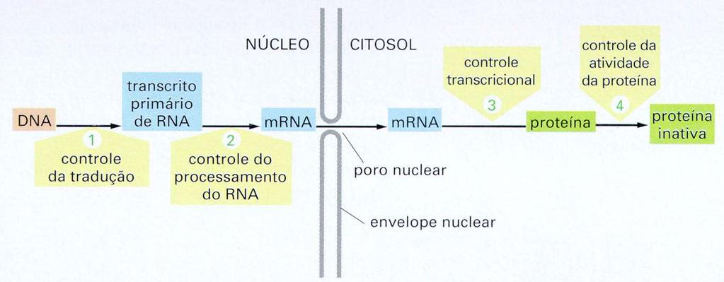 Quatro etapas de controle da expressão gênica eucariótica Controle da tradução Controle da transcrição Os genes são encontrados em um ESTADO