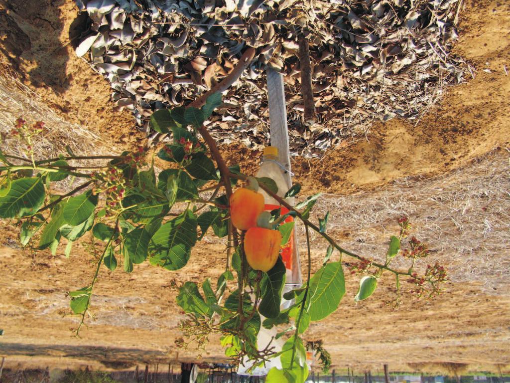 18 Água de chuva armazenada em cisterna para produção de frutas e hortaliças b c d Fotos: Nilton de B. Cavalcanti. a Figura 7.
