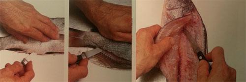 Bilvalves - Para preparar bivalves deve sempre esfregar as conchas cuidadosamente, retirando-lhe o pé ( apêndice que permite o molusco agarrar-se às rochas).