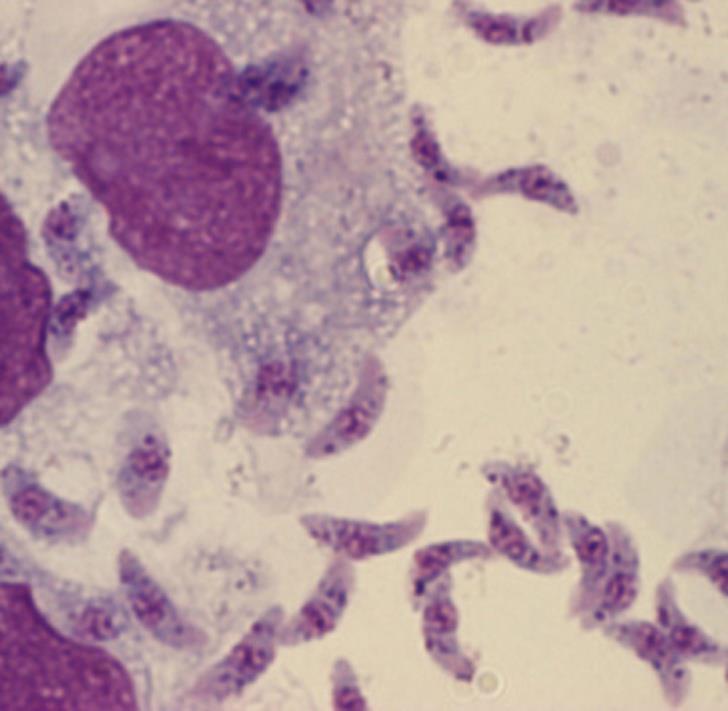 TOXOPLASMOSE Toxoplasma gondii HD: felinos fase