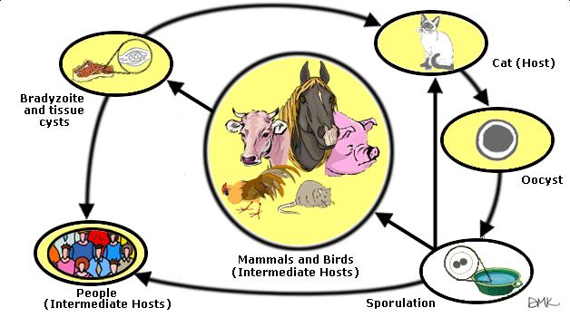 Formas de infecção: HD: carne com bradizoítas HI: oocistos provenientes dos gatos Homem: oocistos (inalação