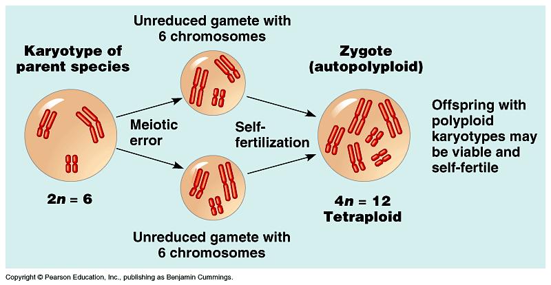 Ex tetraplóides (4N) passam a gerar gametas diplóides (2N), incompatíveis com os gametas parentais que são