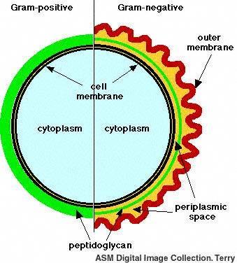 Gram positivas